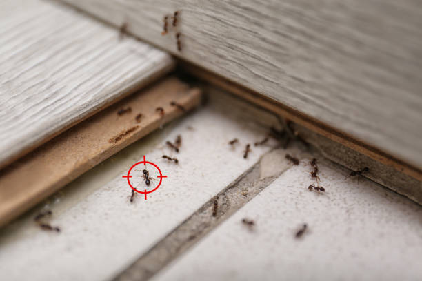 Best Affordable Pest Control Services  in Ramblewood, NJ