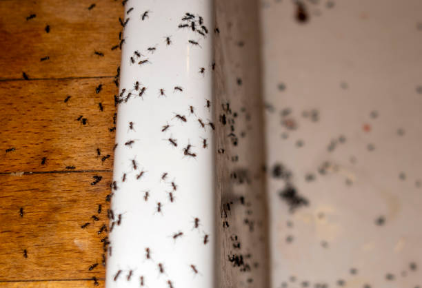 Best Wasp Removal Services  in Ramblewood, NJ