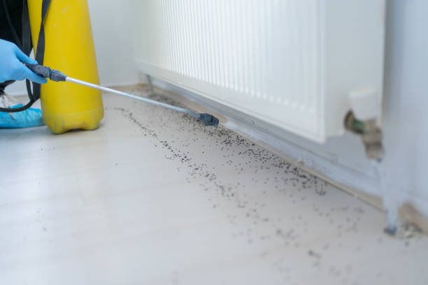Best Rat Extermination Near Me  in Ramblewood, NJ